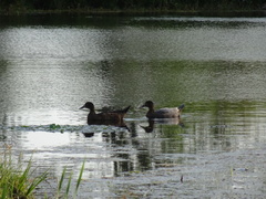 Anas platyrhynchos × Cairina moschata