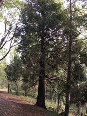 Sequoia