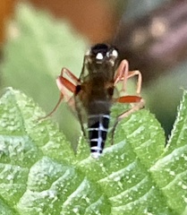 Diphyus quadripunctorius