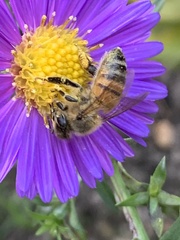 Apis mellifera