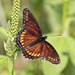 Brush-footed Butterflies - Photo (c) Rick Nirschl, some rights reserved (CC BY-NC), uploaded by Rick Nirschl