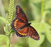 Red-spotted Admiral × Viceroy - Photo (c) Rick Nirschl, some rights reserved (CC BY-NC), uploaded by Rick Nirschl