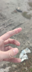 Eragrostis minor