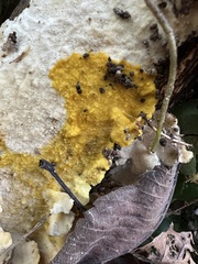 Badhamia utricularis