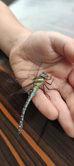 Aeshna mixta