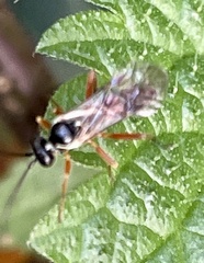 Diphyus quadripunctorius