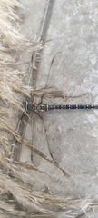 Aeshna mixta
