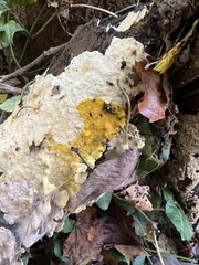 Badhamia utricularis