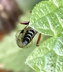 Diphyus quadripunctorius