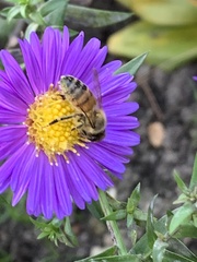 Apis mellifera