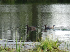 Anas platyrhynchos × Cairina moschata