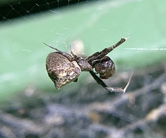 Uloborus