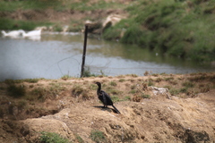 Microcarbo africanus