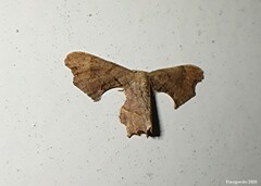 Calledapteryx dryopterata