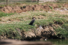 Microcarbo africanus