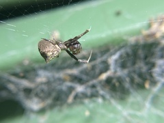 Uloborus