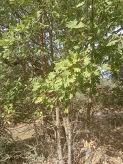 Quercus pyrenaica