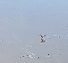 Charadrius marginatus
