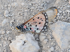 Acraea serena