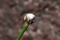 Eriocaulon tonkinense