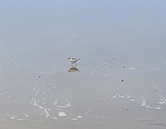 Charadrius marginatus