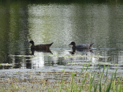 Anas platyrhynchos × Cairina moschata