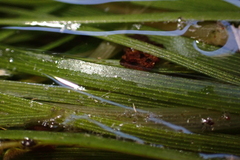 Eriocaulon tonkinense