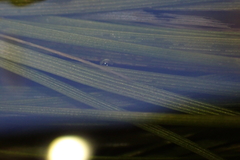 Eriocaulon tonkinense