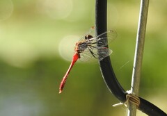 Sympetrum eroticum