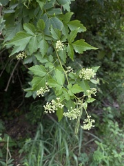 Serjania brachycarpa