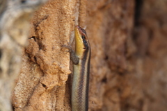 Trachylepis wahlbergii
