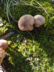 Armillaria gallica