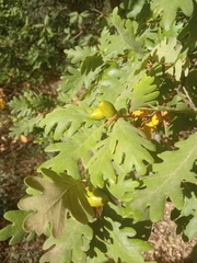 Quercus pyrenaica