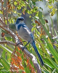 Aphelocoma coerulescens