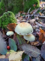 Hypholoma