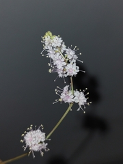 Boerhavia xantii