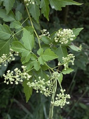 Serjania brachycarpa