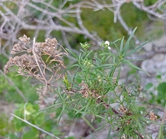 Stenaria nigricans