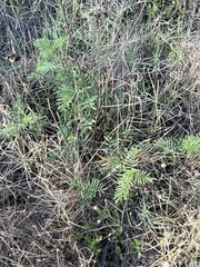 Desmanthus illinoensis