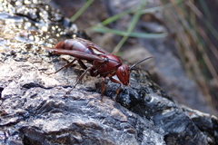 Polistes gigas