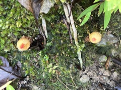 Calostoma ravenelii