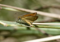 Ancyloxypha arene
