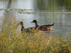Anas platyrhynchos × Cairina moschata