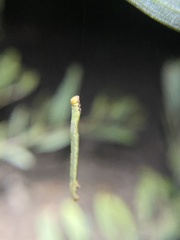 Pericyma cruegeri
