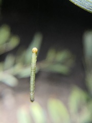 Pericyma cruegeri