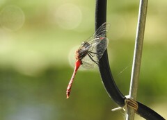 Sympetrum eroticum