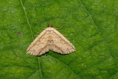 Hyposada ruptifascia
