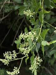 Serjania brachycarpa
