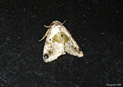 Maliattha synochitis