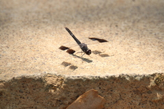 Brachythemis leucosticta